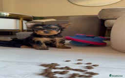 Yorkshire Terrier dogs for sale: Last girl ready🥰 Pedigree Yorkshire Terrier Puppy - Image 26