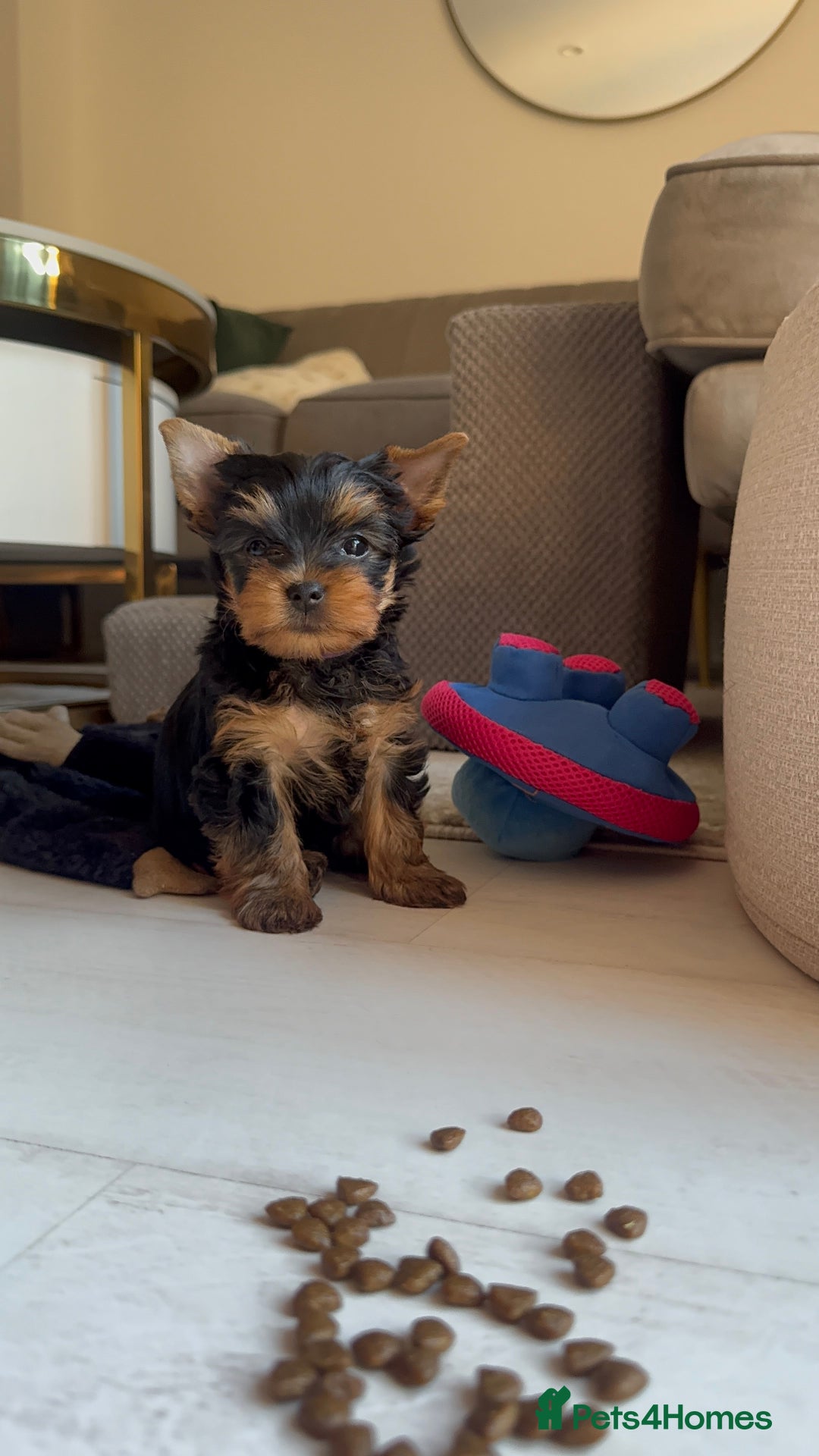 Yorkshire Terrier dogs for sale: Last girl ready🥰 Pedigree Yorkshire Terrier Puppy - Image 26