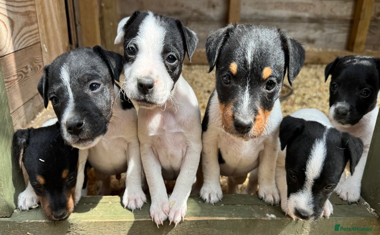 Jack Russell dogs - Advert 7