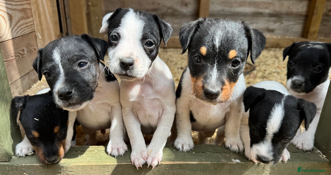 Jack Russell dogs for sale: Stunning litter of Jack Russel’s.  - Image 1