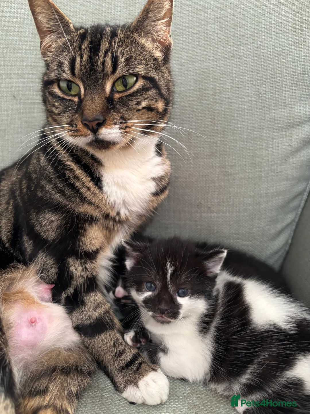 Domestic Shorthair cats for sale: 2 kittens & mother available for rehoming - Advert 2
