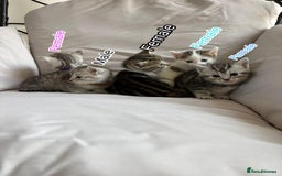 Mixed Breed cats for sale: 5 ADORABLE KITTENS 🐈1M/4F Ready For Reservation😺 - Image 20