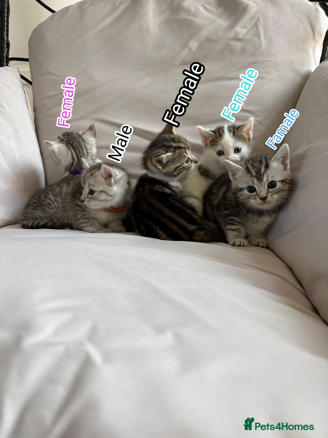 Mixed Breed cats for sale: 5 ADORABLE KITTENS 🐈1M/4F Ready For Reservation😺 - Image 20