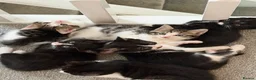 Mixed Breed cats for sale: Friendly kittens ready for homes  - Advert 2