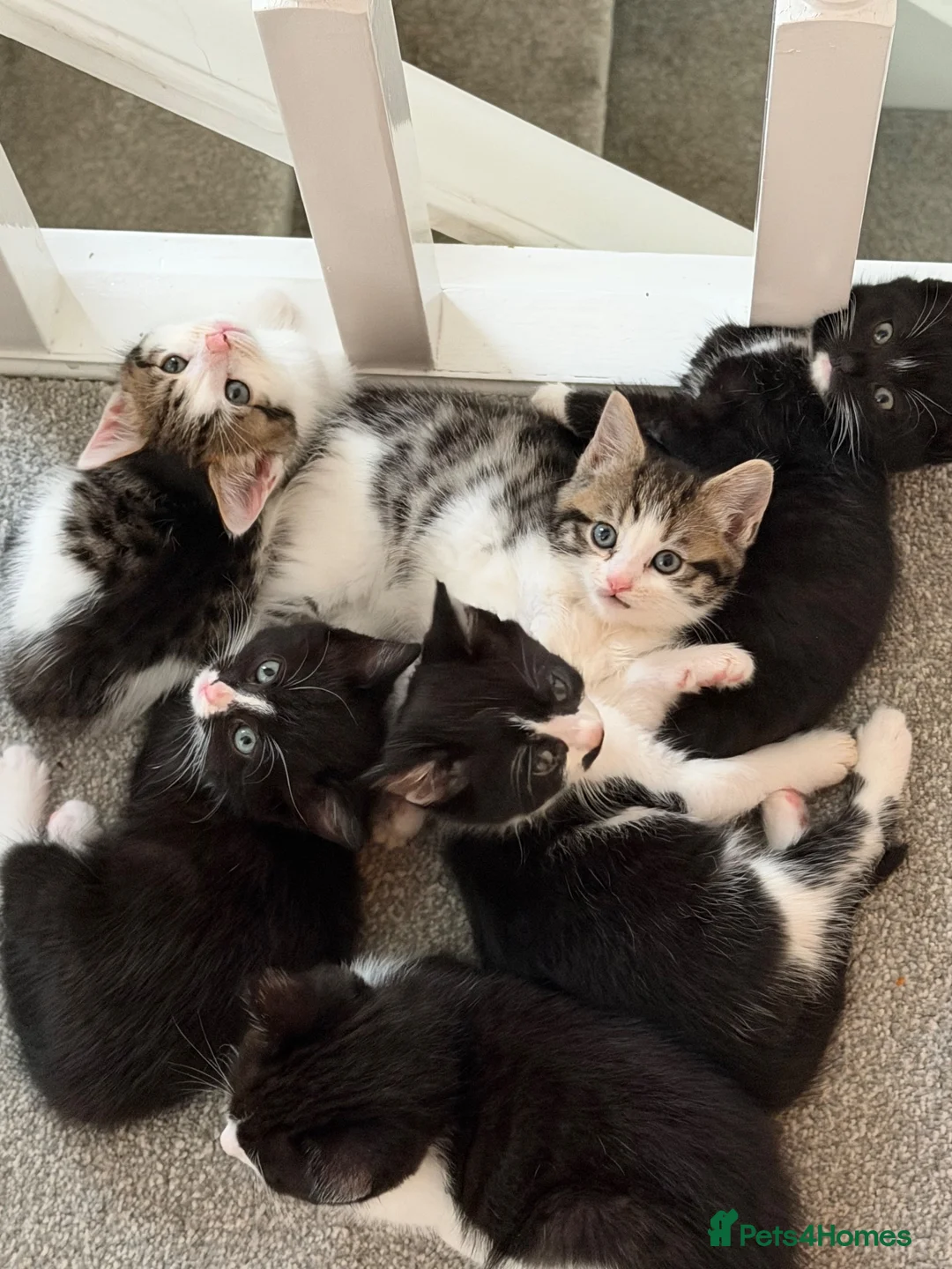 Mixed Breed cats for sale: Friendly kittens ready for homes  - Advert 2