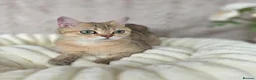 British Shorthair cats for sale: British Shorthair Kittens & Cats for Sale - Advert 14