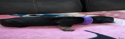Dachshund dogs for sale: Miniature dachshund puppies  - Advert 6