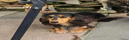 Miniature Dachshund dogs for sale: 7 miniature dachshund puppies  - Advert 10