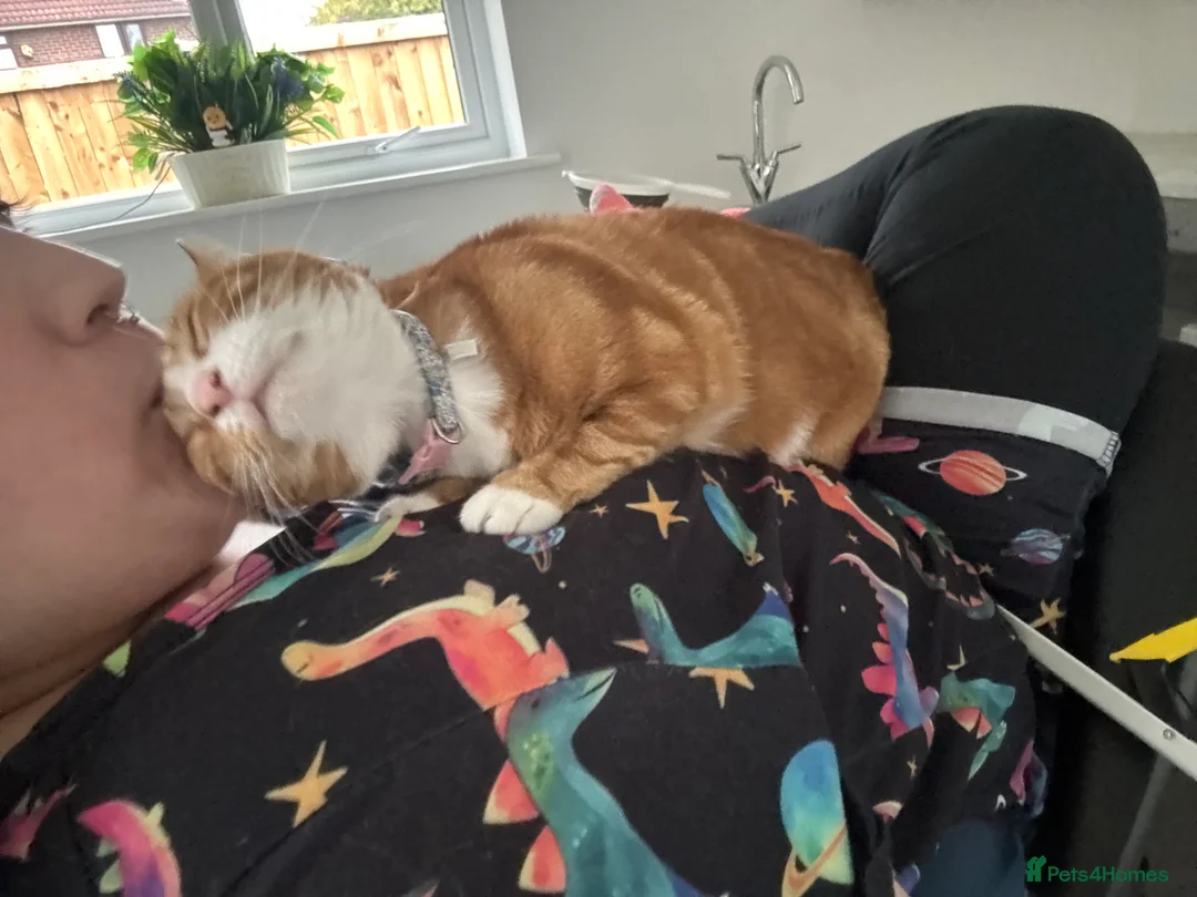 Mixed Breed cats for sale: Marla cat she’s 3 not 2 I can’t change  - Advert 1