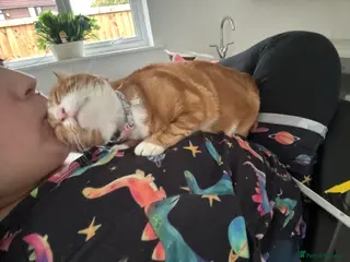 Mixed Breed cats Marla cat she’s 3 not 2 I can’t change - Advert 1