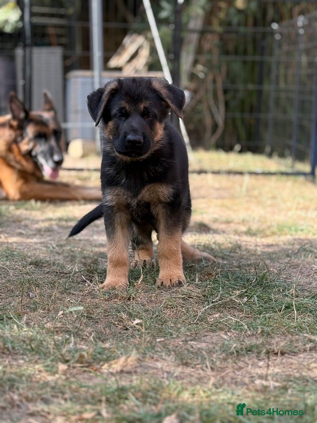 German Shepherd dogs for sale: German shepherd  - Image 6