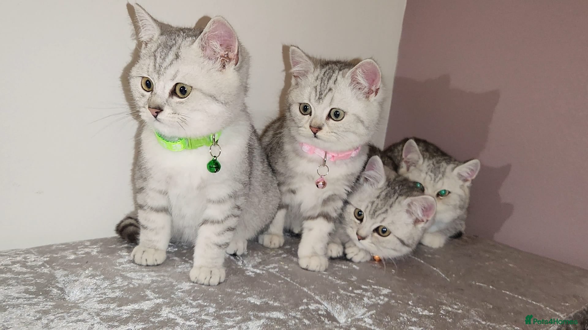 British Shorthair cats Amazing Quality British Shorthair Kittens - Advert 2