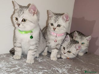 British Shorthair cats Amazing Quality British Shorthair Kittens - Advert 5