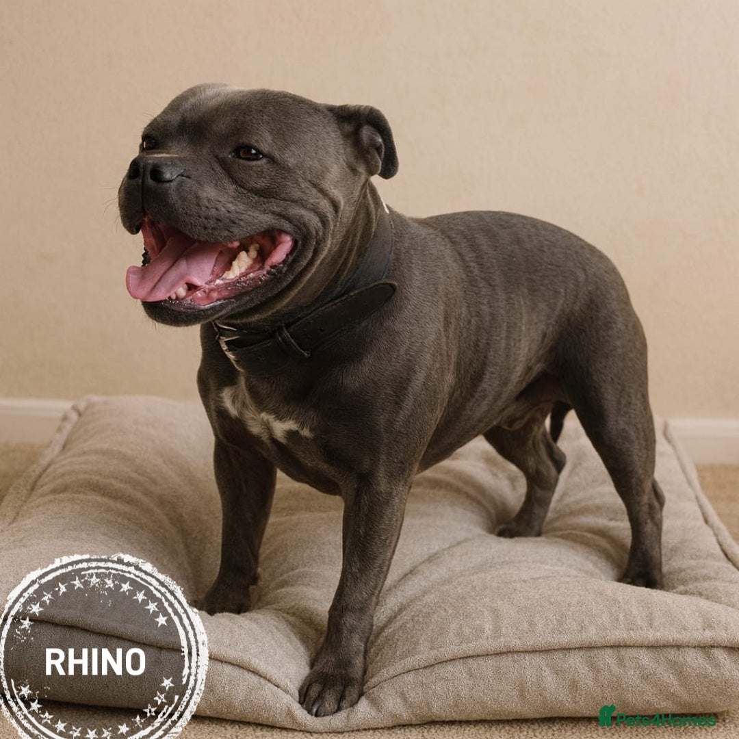 Staffordshire Bull Terrier dogs for stud: 2 SOLID BLUE MALES AVAILABLE FOR STUD  - Advert 3