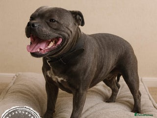 Staffordshire Bull Terrier dogs 2 SOLID BLUE MALES AVAILABLE FOR STUD - Advert 4