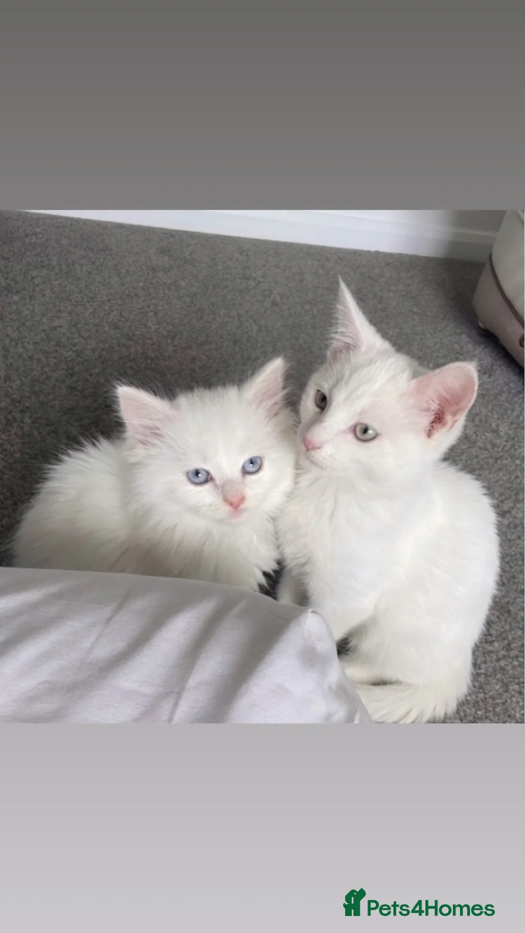 Mixed Breed cats for sale: loving white kitten - Advert 2