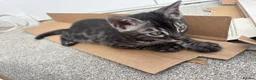Bengal cats for sale: READY NOW ActiveTICA SilverCharcoal Bengal Kittens - Advert 17