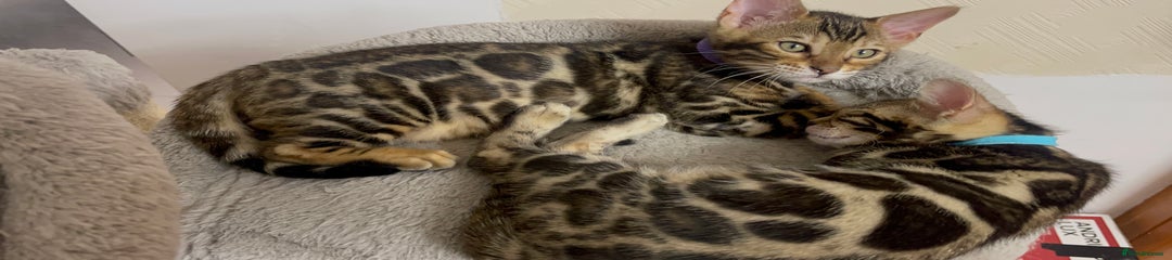 Bengal Kitten 5