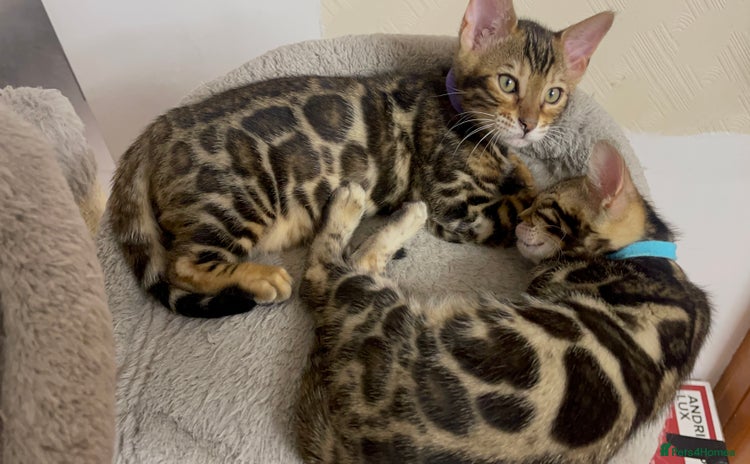 Bengal cats - Advert 12