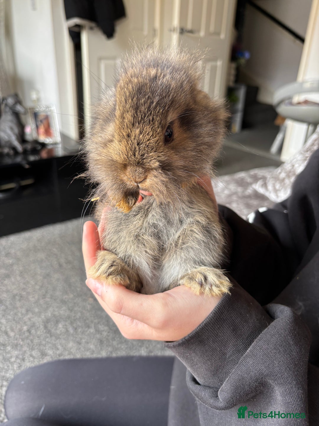 Mixed Breed rabbits for sale: Bunnies for sale  - Image 14