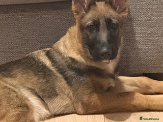 German Shepherd dogs - Advert 1