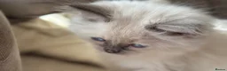 Ragdoll cats for sale: Ragdoll GCCF registered kittens - 9 weeks old - Advert 27