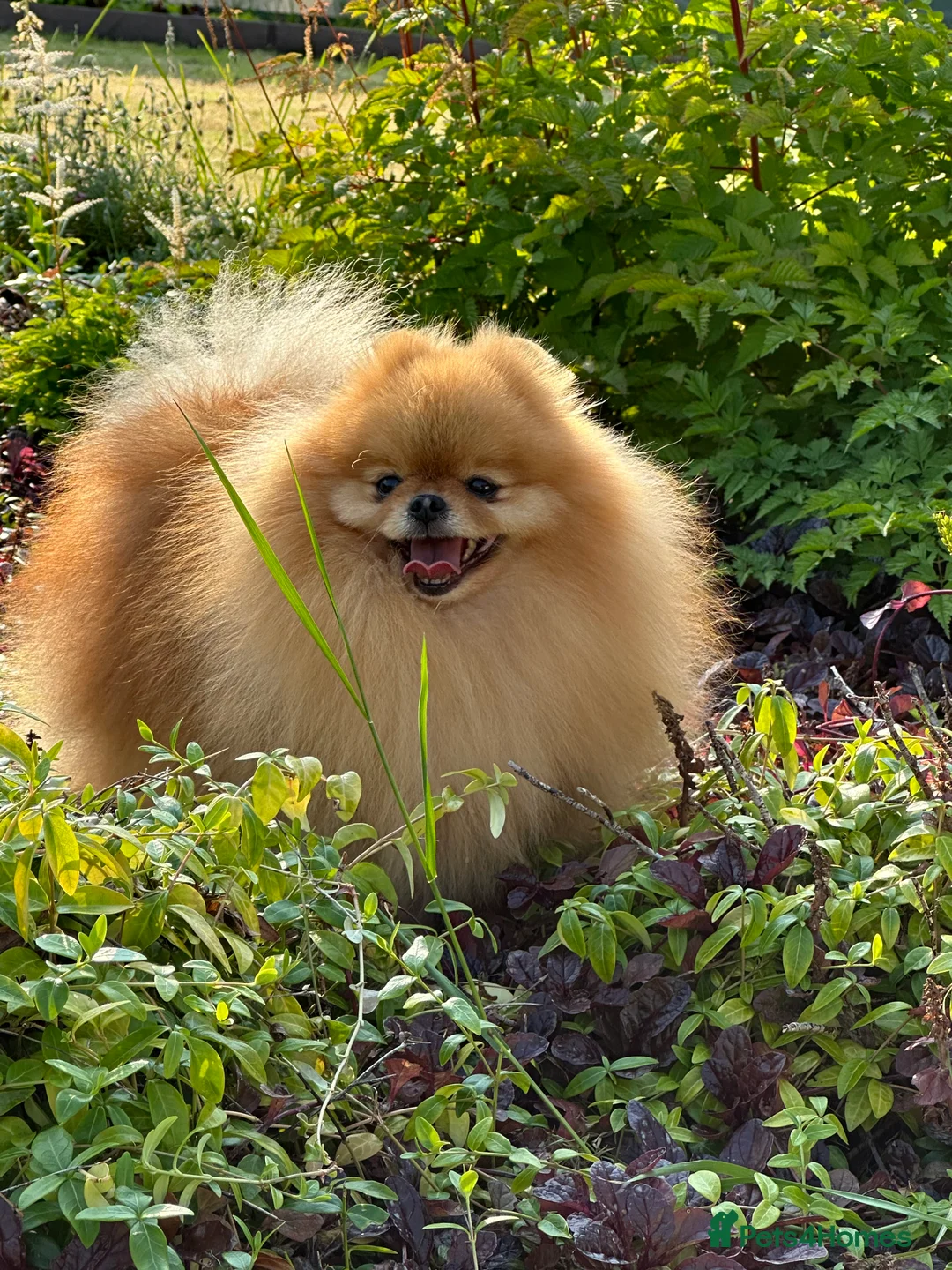 Pomeranian dogs for stud: Absolutely stunning tiny orange sable stud boy in Lanark - Advert 1