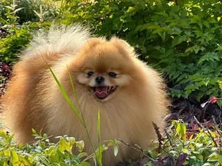 Pomeranian dogs Absolutely stunning tiny orange sable stud boy in Lanark - Advert 6