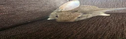 Mixed Breed rabbits for sale: Wee Rabbits in Ballymena - Advert 3