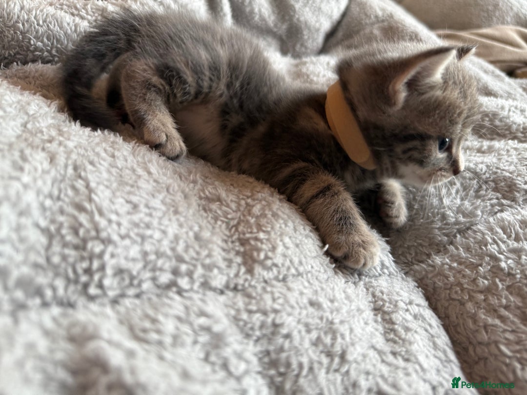 Maine Coon cats for sale: 4 gorgeous girl cats  - Image 10