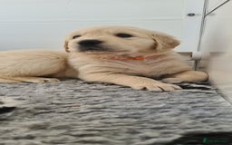 Golden Retriever dogs for sale: White Retriever Puppies Ready Aug 18th - Image 4