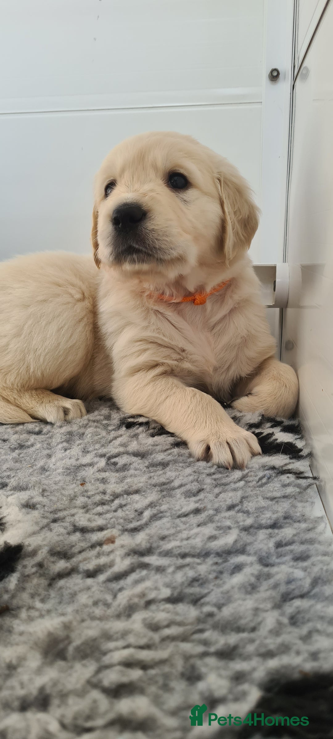 Golden Retriever dogs for sale: White Retriever Puppies Ready Aug 18th - Image 4