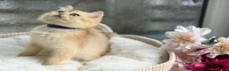 British Shorthair cats for sale: 💛Premium golden chinchilla bsh kittens 💛 - Advert 23