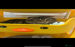 Scottish Fold cats for sale: Rare Scottish Fold -- Nebelung Kittens  - Advert 4