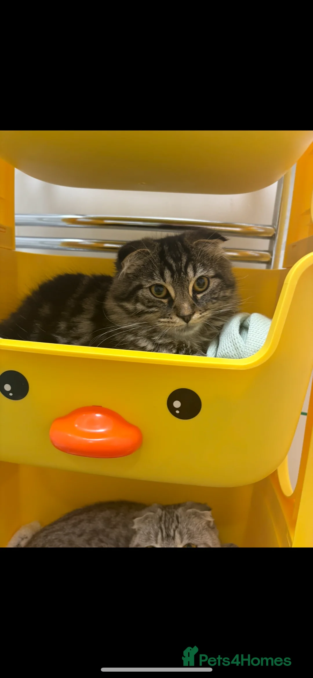 Scottish Fold cats for sale: Only one folded ears girl left 🎀 - Advert 4