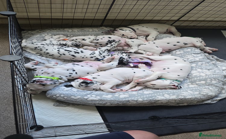 Dalmatian dogs - Advert 4