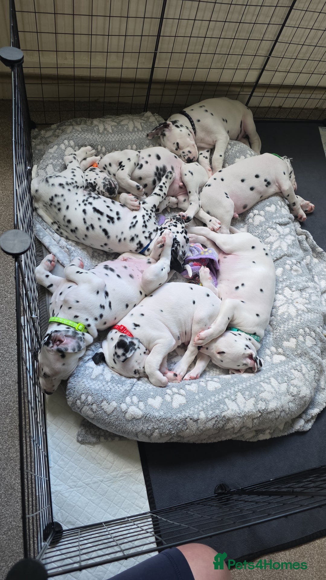 Dalmatian dogs for sale: 100% Dalmatian - Image 1