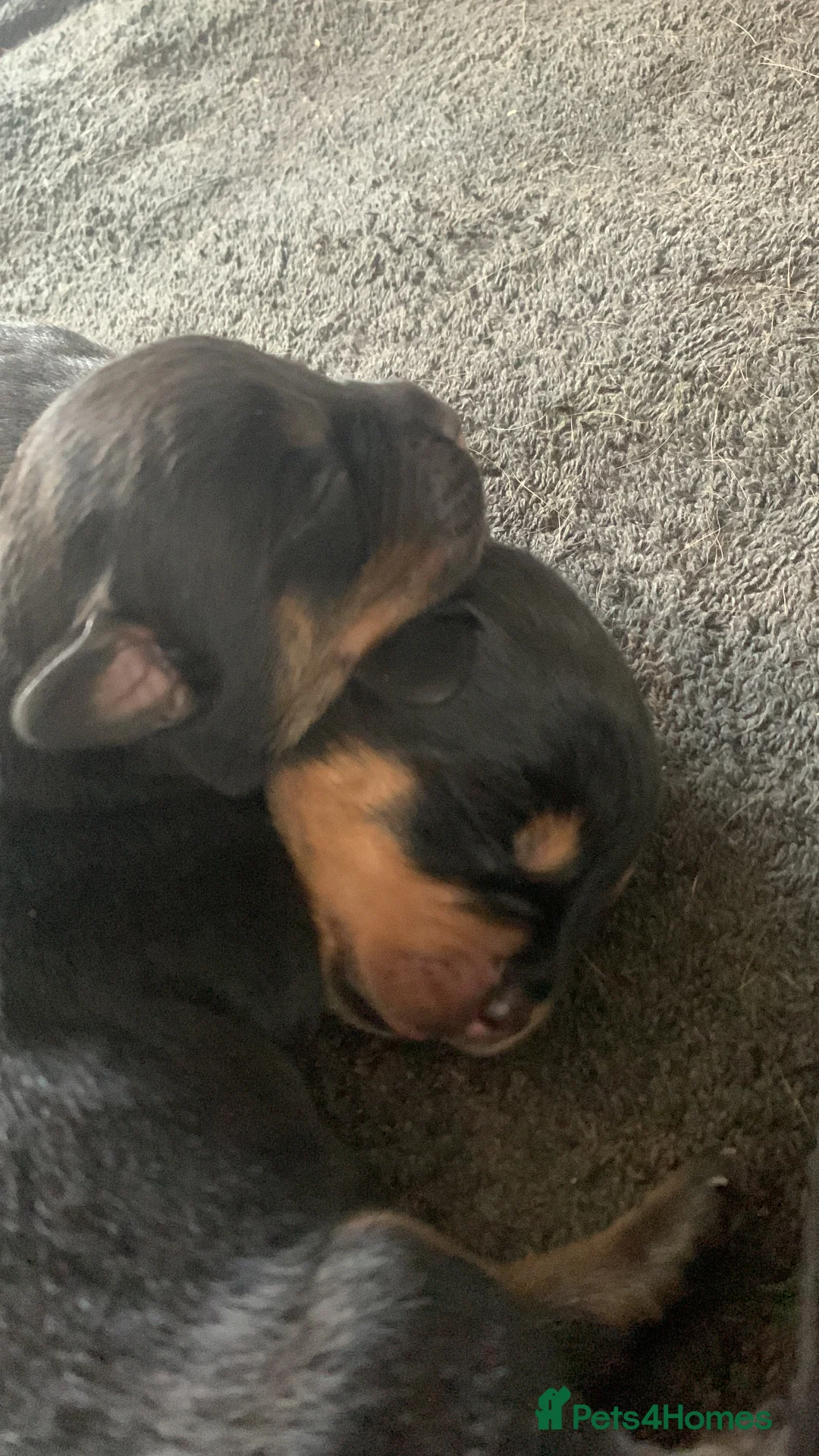 Rottweiler dogs for stud: MALE ROTTWEILER FOR STUD ONLY  - Advert 19