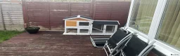 English rabbits for sale: Beautiful young 8 months male rabbit in Eastleigh - Advert 2