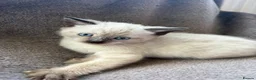 Mixed Breed cats for sale: Kittens for forever homes - READ AD FIRST  - Advert 6