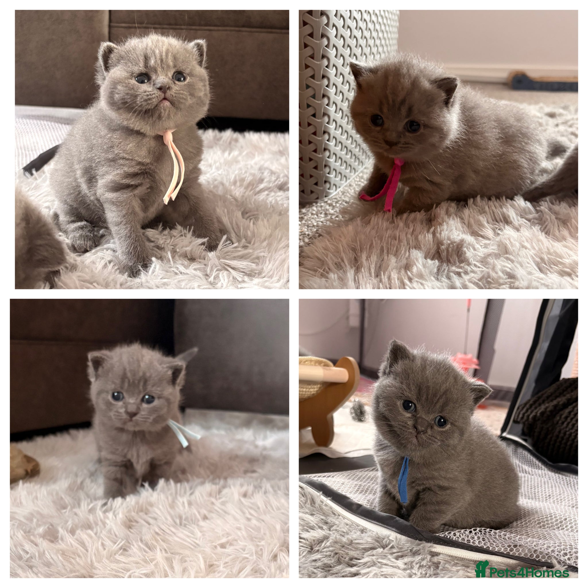 British Shorthair cats Beautiful British Shorthair Kittens For Sale 🐱 - Advert 14