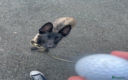 Belgian Shepherd Dog dogs for sale: Arabella - Image 6