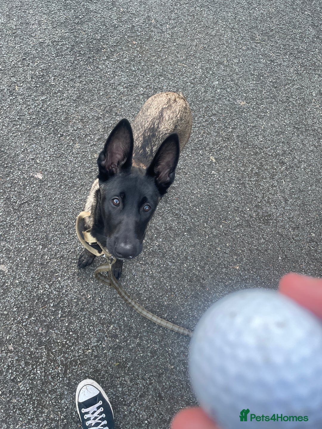 Belgian Shepherd Dog dogs for sale: Arabella - Image 6