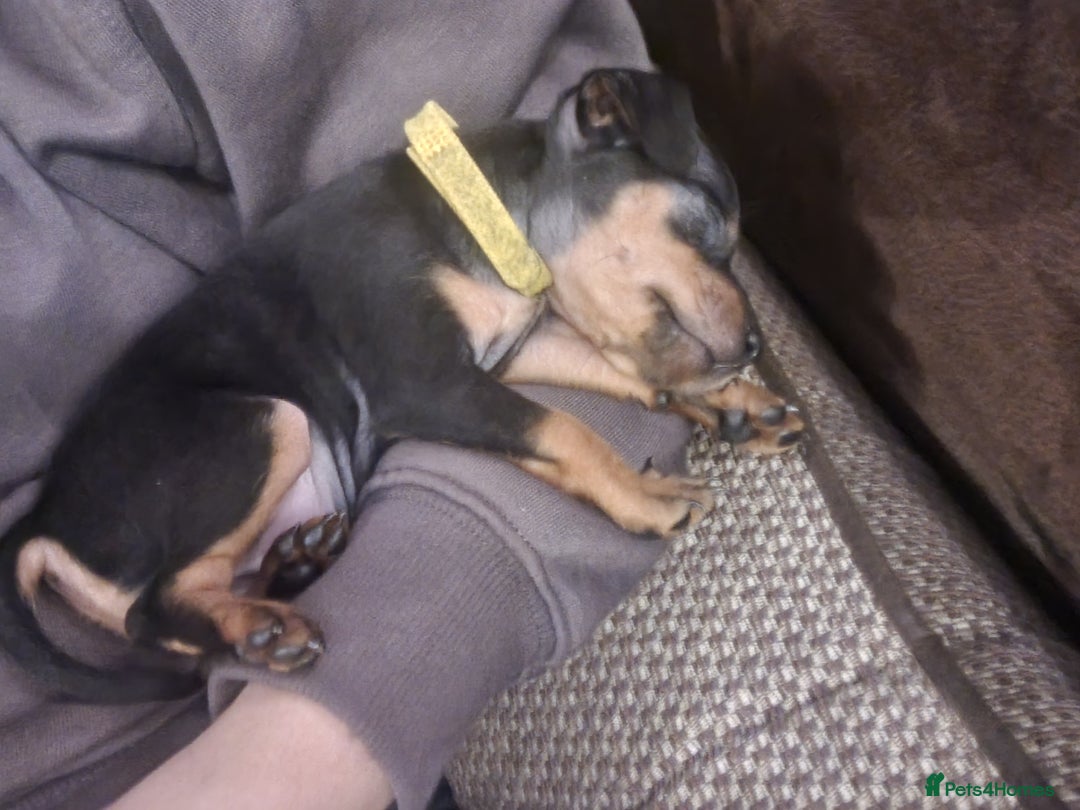 Miniature Pinscher dogs for sale: Miniature pinscher pups - Advert 22