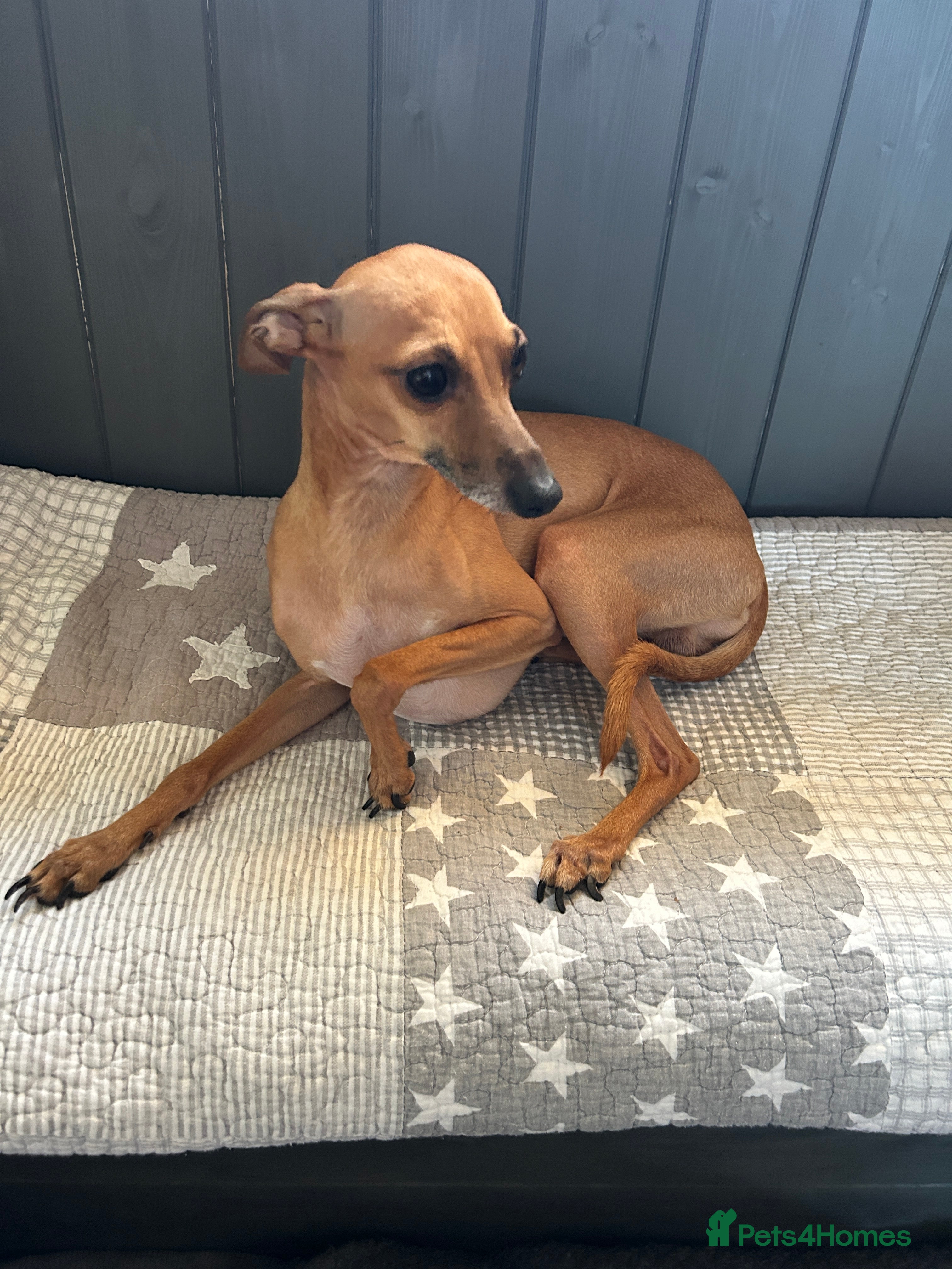 Italian Greyhound dogs Italian greyhound for stud (proven) in Pulborough - Advert 3