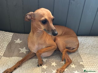 Italian Greyhound dogs in Pulborough - Advert 1