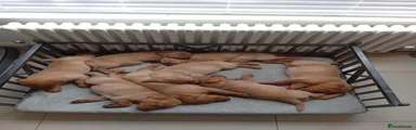 Labrador Retriever 7