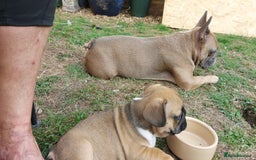French Bulldog dogs for sale: BINGO  - Image 7