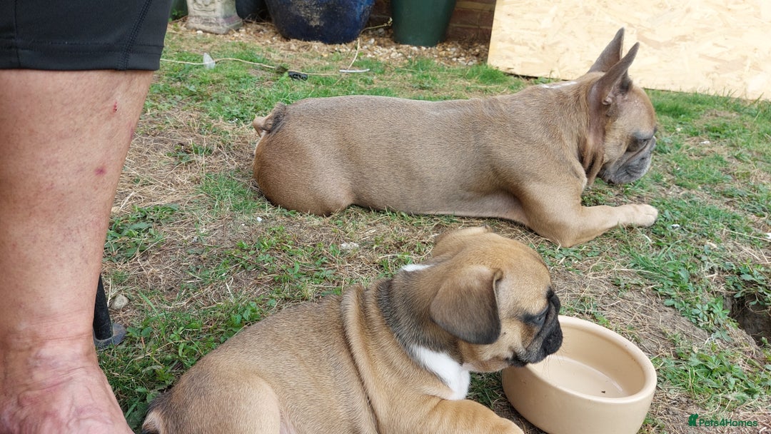 French Bulldog dogs for sale: BINGO  - Image 7