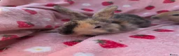 Mixed Breed rabbits for sale: Mini lop x mini rex harli boy - Advert 3